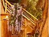 Restaurace Prales